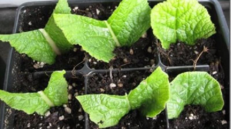 چگونه گیاهان را قلمه بزنیم