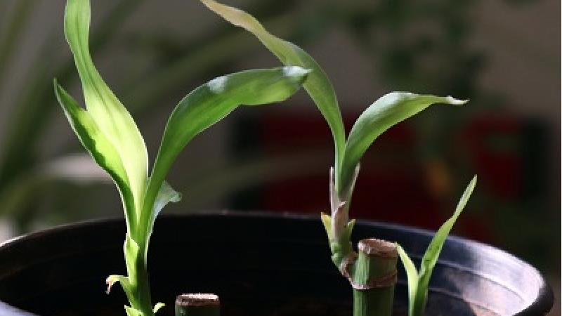 روش های مختلف قلمه زدن گیاهان