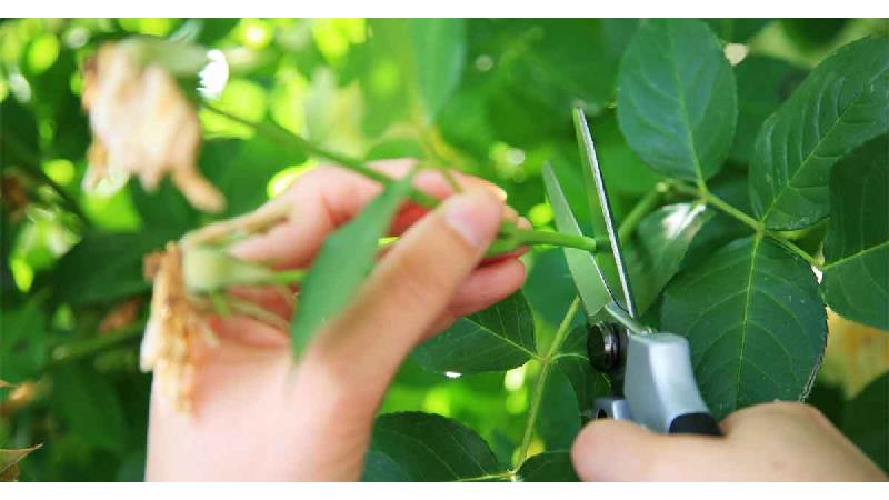 قلمه زدن گیاهان را یاد بگیرید
