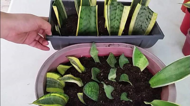 آموزش قلمه زدن گیاهان