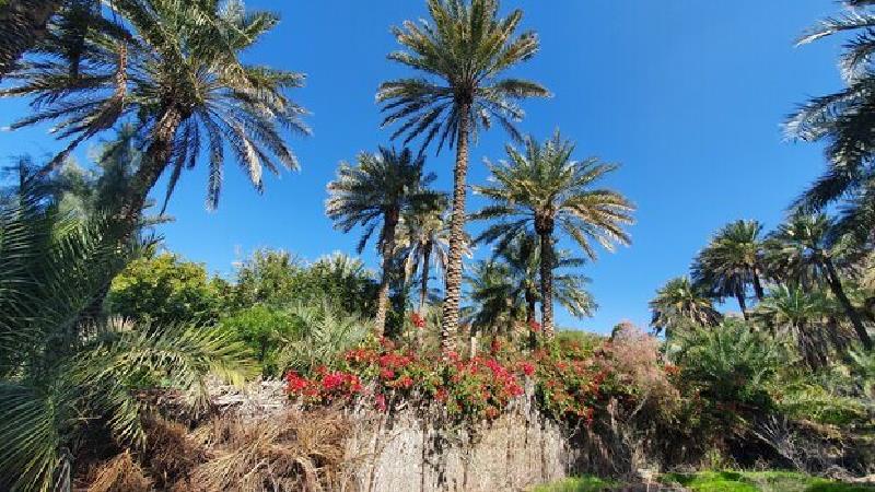 باغ های روستای کشیت قلعه گنج