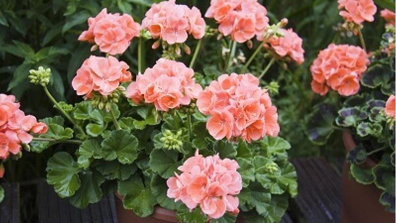 نحوه نگهداری گل شمعدانی در خانه