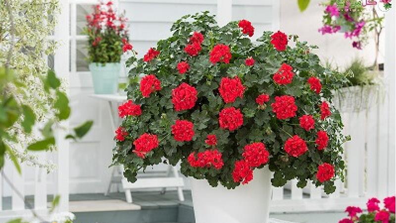 چگونه از گل شمعدانی مراقبت کنیم