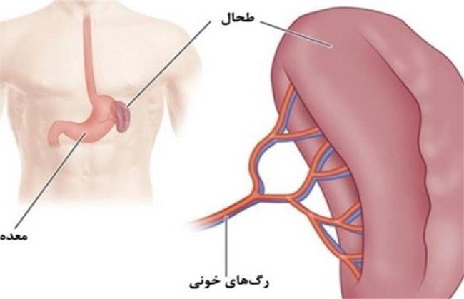 طحال در بدن چه عملکردی دارد