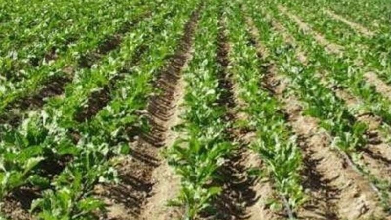 گشنیز چه خاصیت هایی دارد