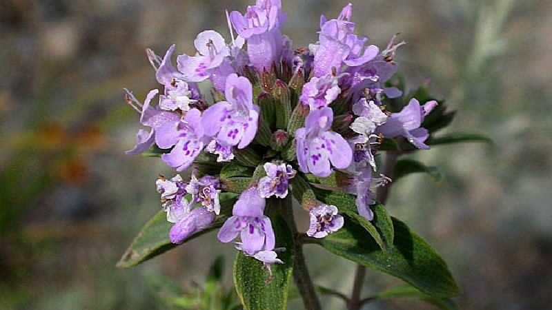 با گیاه کاکوتی آشنا شوید