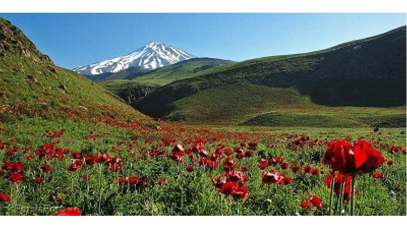 دشت لار دشت شقایق های وحشی