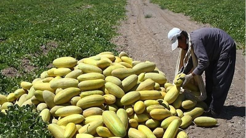 خربزه برای چه چیزهایی خوب است