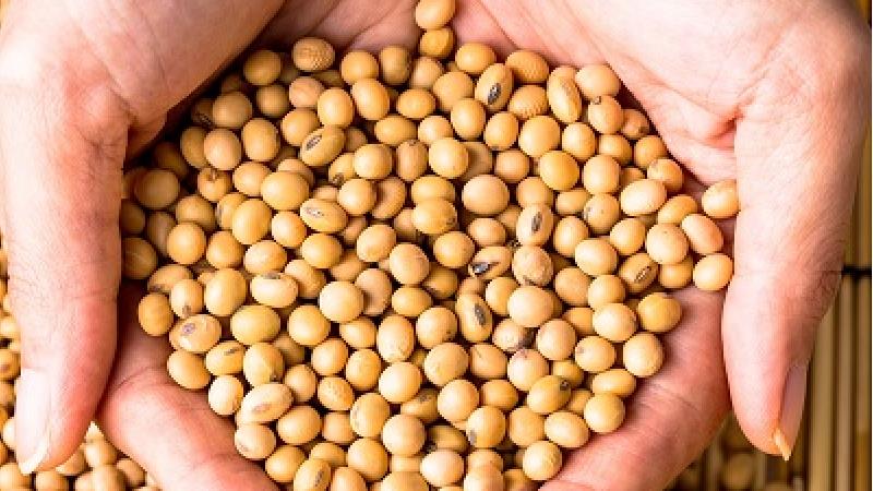 سویا سرشاز از پروتیین است