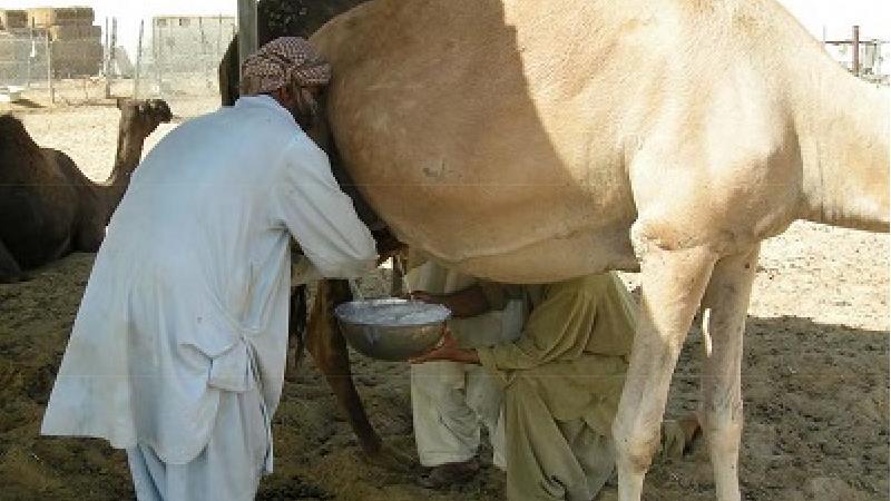 با خاصیت های شیر شتر آشنا شوید