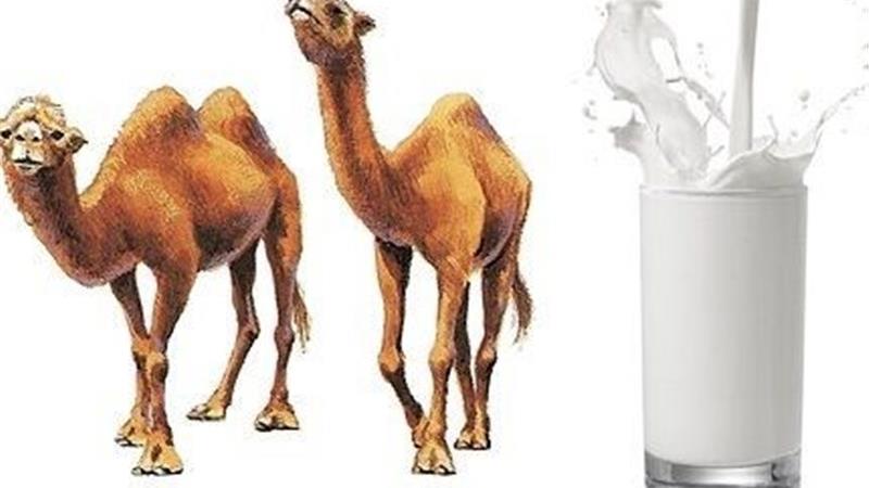 شیر شتر چه مواد مغذی دارد