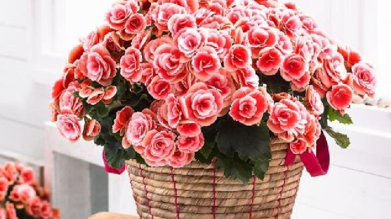 آشنایی با بگونیای همیشه گل دار