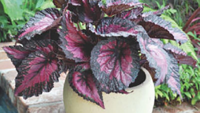 با بگونیا رکس آشنا شوید