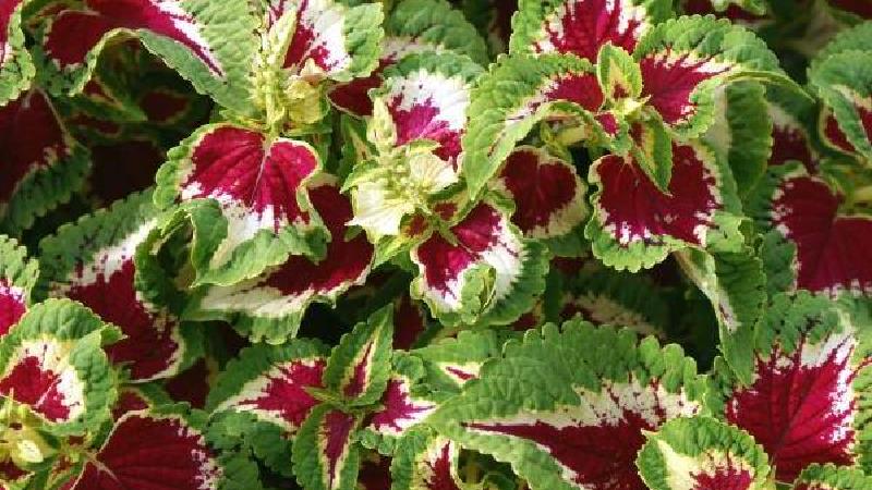 شرایط نگهداری از گیاه حسن یوسف چگونه است