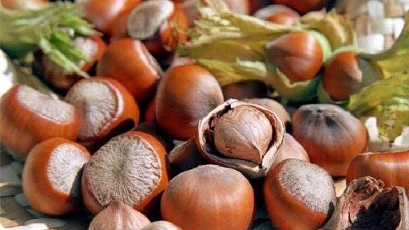 فندق از خوراکی های چربی سوز است