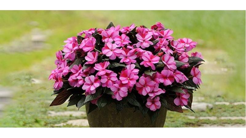 شرایط نگهداری از گل حنا