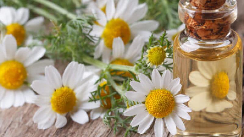 اسانس بابونه دردها را آرام می کند