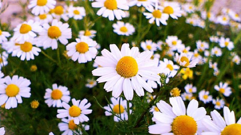 گیاه بابونه چه خاصیت هایی دارد