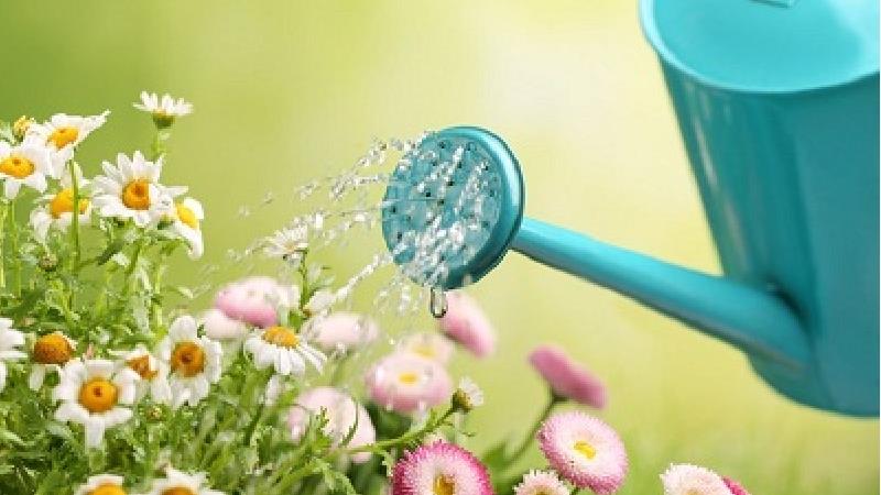 در اواقت فراغت سراغ گل و گیاه بروید