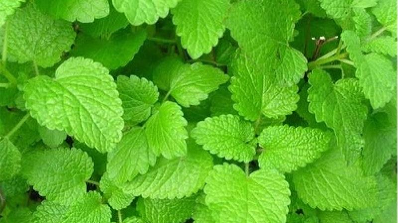 گیاه بادرنجبویه چیست و چه خواصی دارد