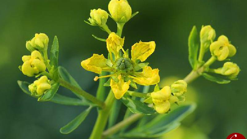 با خاصیت های گیاه سداب آشنا شوید