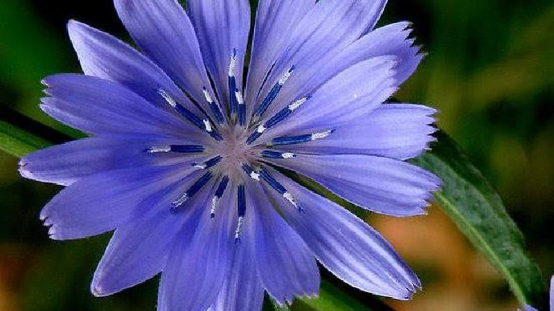 با گیاه کاسنی آشنا شوید