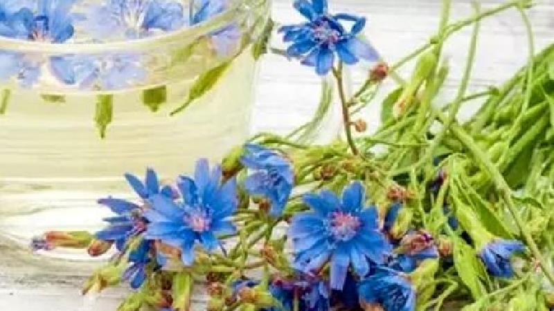 عرق کاسنی چه فایده هایی دارد