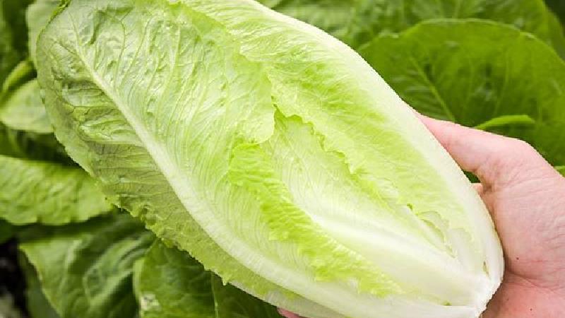 کاهو از شبزیجاتی است که به خواب خوب کمک می کند