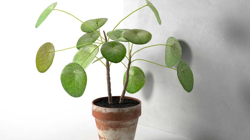 روش نگهداری از گیاه پول چینی