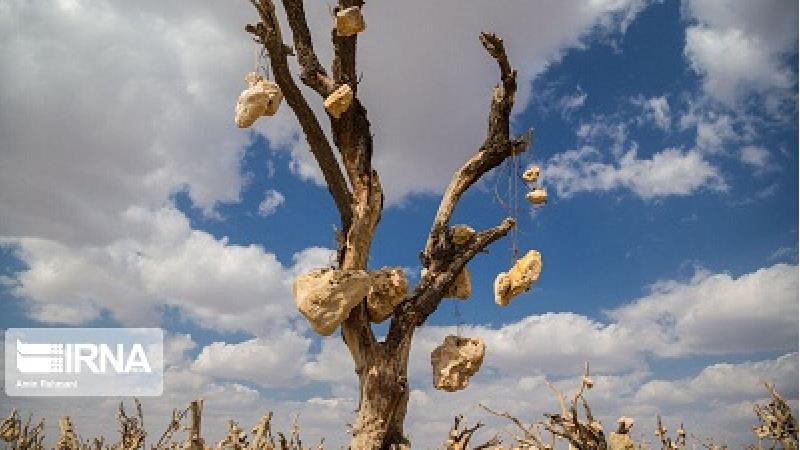 ماجرای باغ سنگی سیرجان چیست