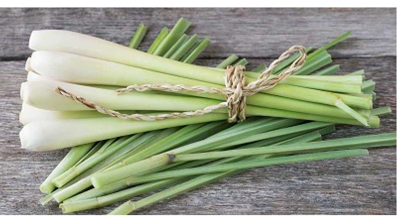 با خواص علف لیمو آشنا شوید