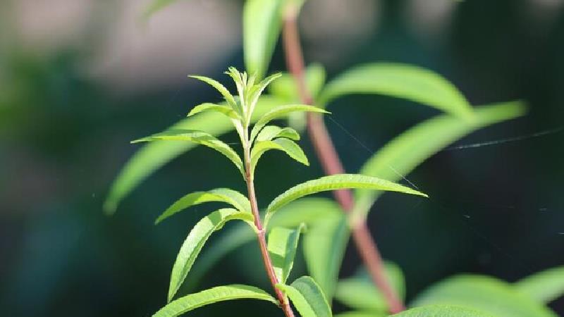 علف لیمو برای چه چیزهایی خوب است