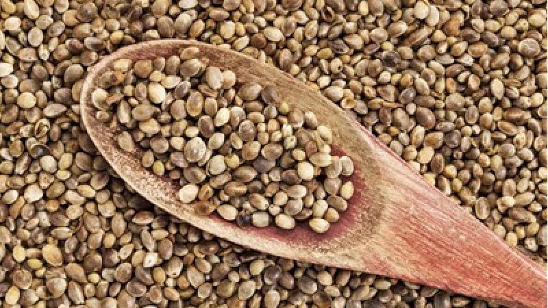 شاهدانه از گیاهان حاوی زینک است