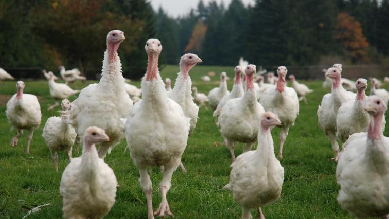 با خواص گوشت بوقلمون آشنا شوید