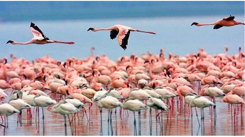 میانکاله سرزمین فلامینگوها است