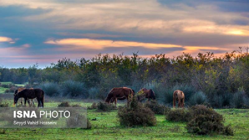 چه فصلی برای سفر به میانکاله مناسب تر است