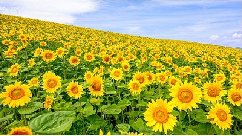 دشت کالپوش منطقه ای مناسب برای گردشگری است