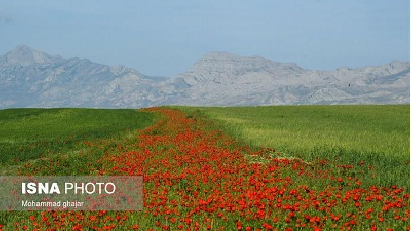 در دشت کالپوش چه منظره ای در انتظار
