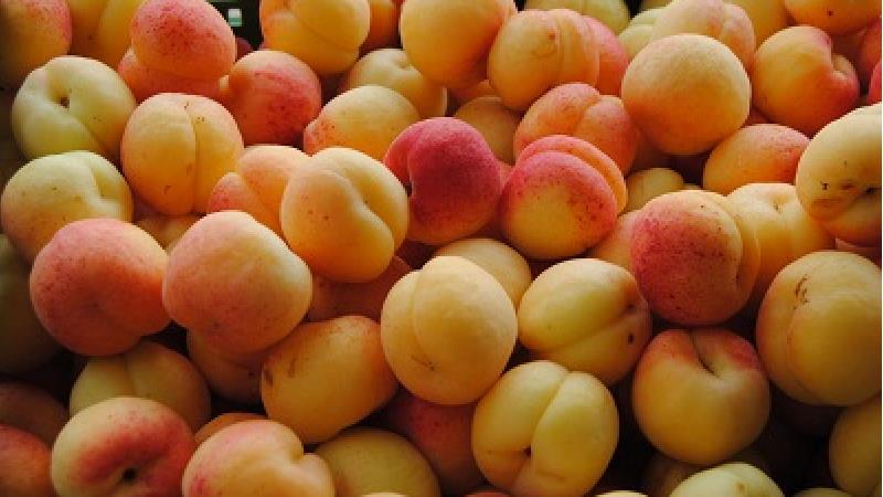 زردآلو برای مادران شیرده خاصیت های زیادی دارد