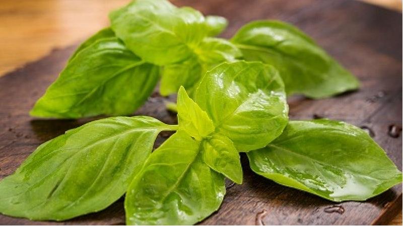 ریحان به بیشتر شدن شیر مادران کمک می کند