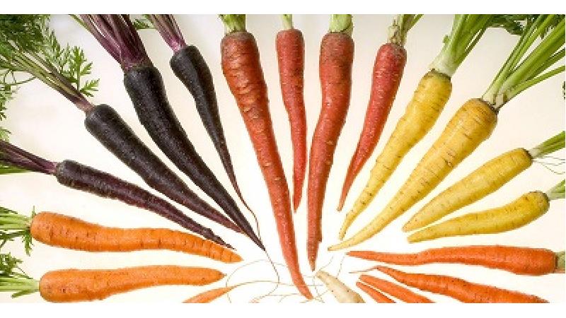 هویج به مادران شیرده توصیه می شود