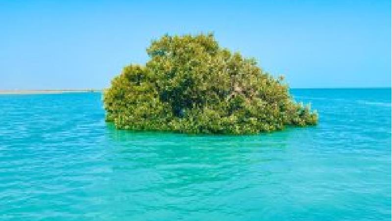 از جنگل حرا در روستای کنخ بندر لنگه دیدن کنید