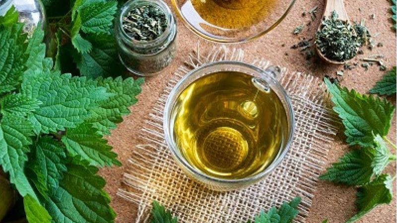 دمنوش گزنه خوراکی مفید برای کاهش اسید اوریک