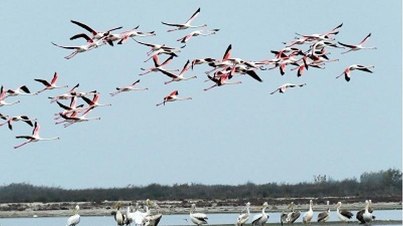 پرندگان مهاجر در تالاب گاوخونی تماشایی هستند