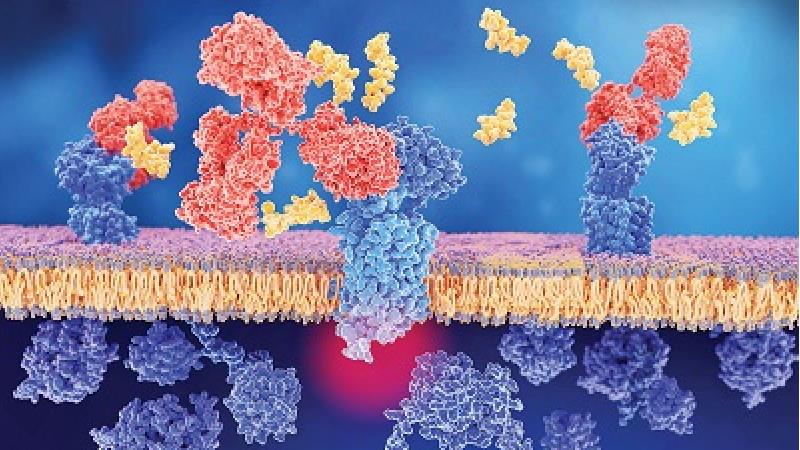 عملکرد آنتی بادی در بدن چگونه است