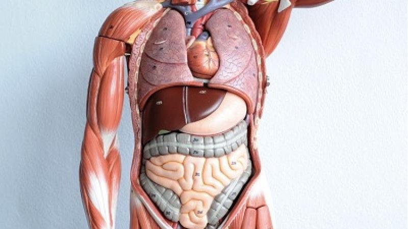 بدن انسان چرا به مس نیاز دارد