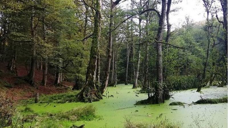 مرداب دیوک چه ویژگی هایی دارد