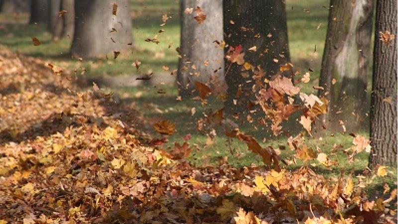 باد پاییزی عامل بیماری است