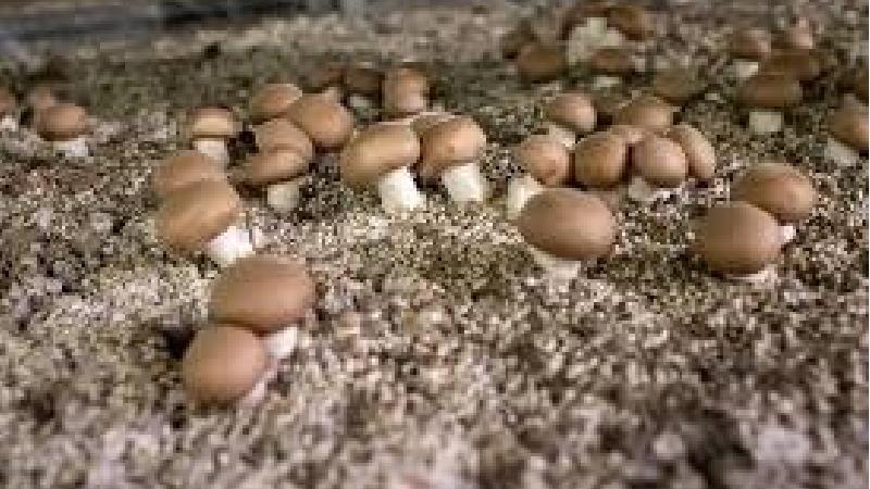 قبل از پرورش قارچ در خانه اطلاعات تان را در این باره کامل کنید