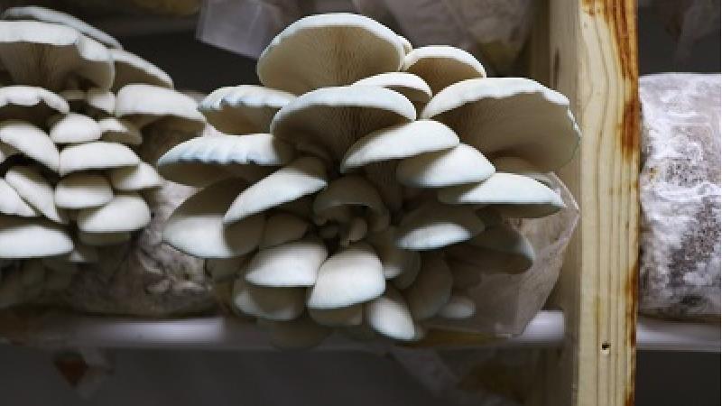 پرورش قارچ در خانه می تواند سود خوبی داشته باشد